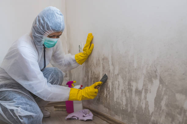 Best Crawl Space Mold Removal  in Valley View, OH