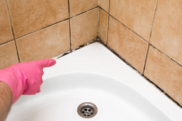 Best Commercial Mold Removal  in Valley View, OH