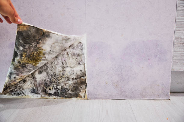 Best Commercial Mold Removal  in Valley View, OH